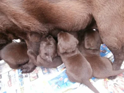 Labradorský retriever s PP- čokoládová barva