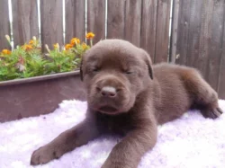 Labradorský retriever s PP- čokoládová barva