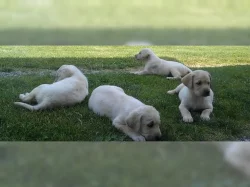 Labrador retriever štene s PP