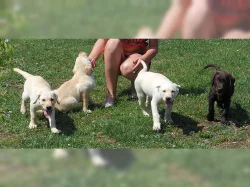 Labrador retriever štene s PP