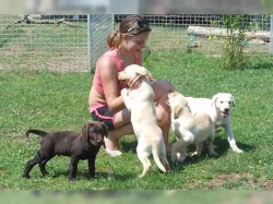 Labrador retriever štene s PP