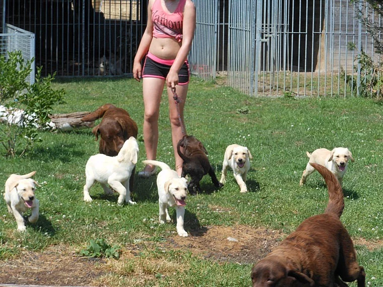 Labrador retriever štene s PP