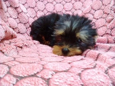 Jorkšírský terier biewer i klasik