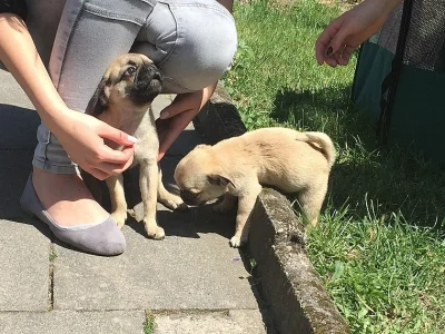 10 týdnů Mops štěňata
