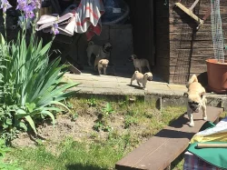 10 týdnů Mops štěňata