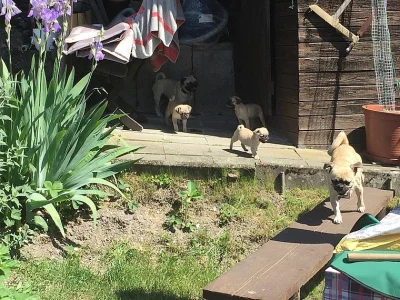 10 týdnů Mops štěňata