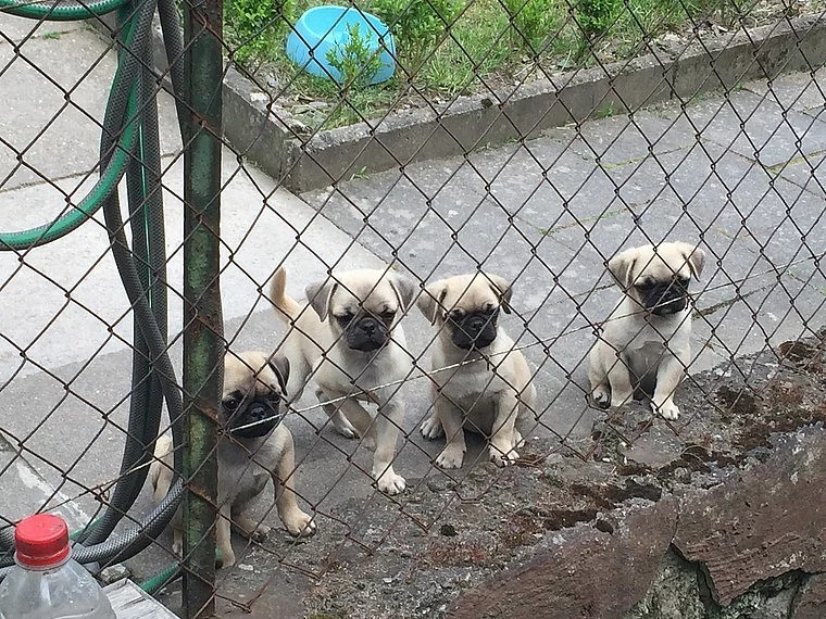 10 týdnů Mops štěňata