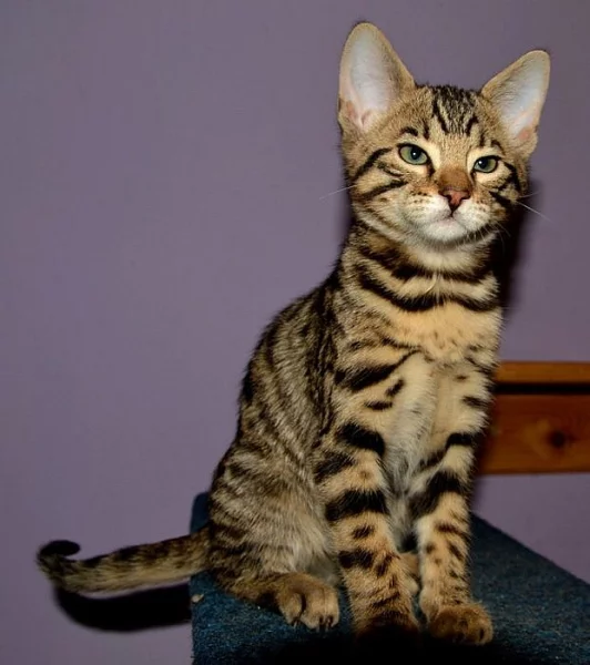 Savanová kočka - SAVANNAH F6SBT