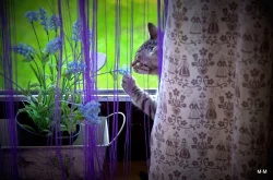 Savanová kočka - SAVANNAH F6SBT