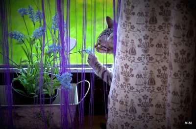 Savanová kočka - SAVANNAH F6SBT