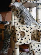 Savanová kočka - SAVANNAH F6SBT