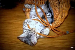 Savanová kočka - SAVANNAH F6SBT