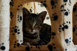 Savanová kočka - SAVANNAH F6SBT