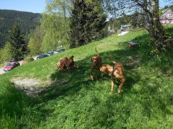 Dovolená s pejskem v krásné přírodě