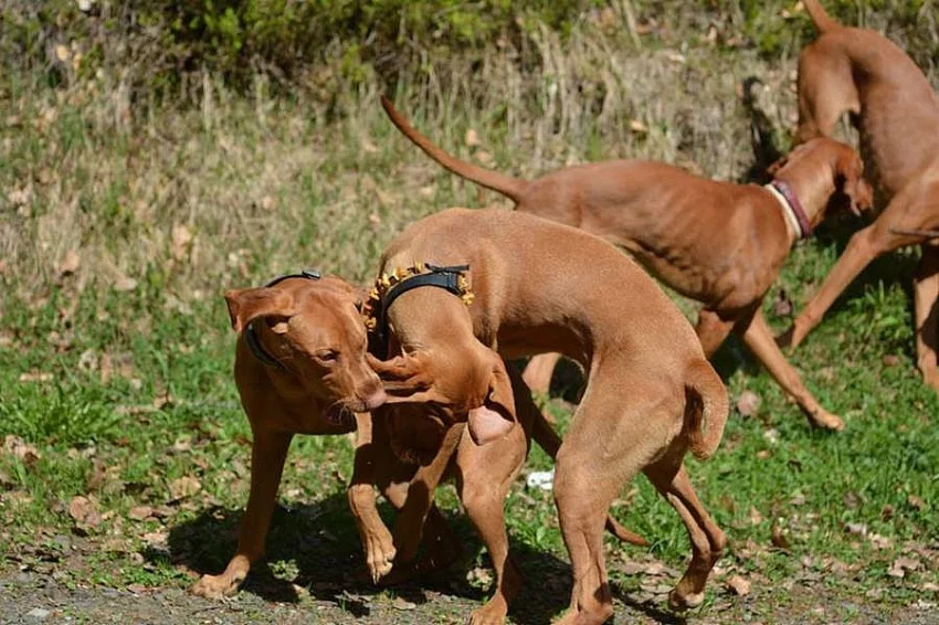 Dovolená s pejskem v krásné přírodě