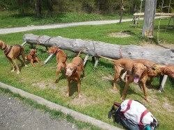 Dovolená s pejskem v krásné přírodě