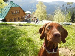 Dovolená s pejskem v krásné přírodě