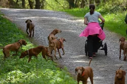 Dovolená s pejskem v krásné přírodě
