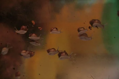 DARUJI Oblovky Obrovské - Achatina Immatriculata