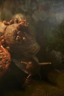 DARUJI Oblovky Obrovské - Achatina Immatriculata
