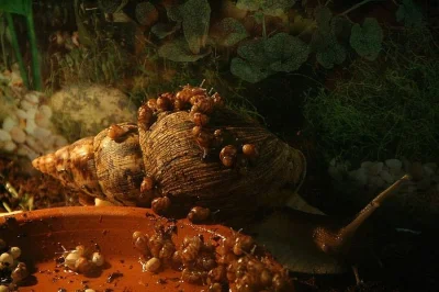 DARUJI Oblovky Obrovské - Achatina Immatriculata
