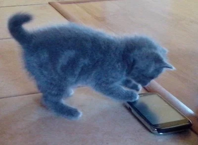 Britská modrá kočička