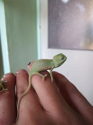 Chameleon Jemenský