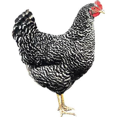 KUŘICE PŘED SNÁŠKOU - DOVOZ ZDARMA!