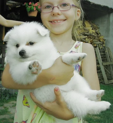 Německý špic střední s PP