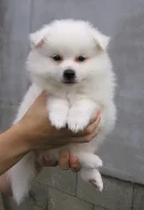 Německý špic střední s PP