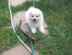 Německý špic střední s PP