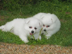 Německý špic střední s PP