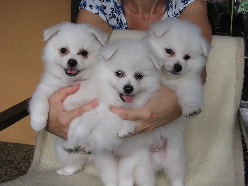 Německý špic střední s PP