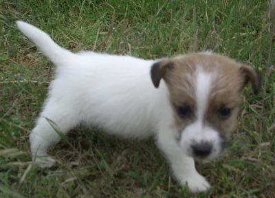 Jack Russell bez PP