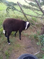 Beránek Zwartbles 4,5 měs.