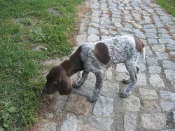 Štěnata ohaře