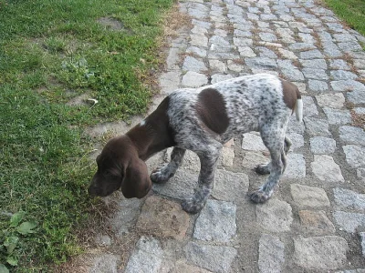 Štěnata ohaře