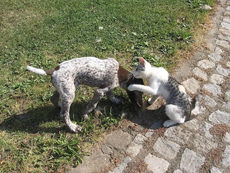 Štěnata ohaře