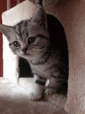 Koťata Britská Whiskas