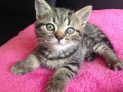 Koťata Britská Whiskas