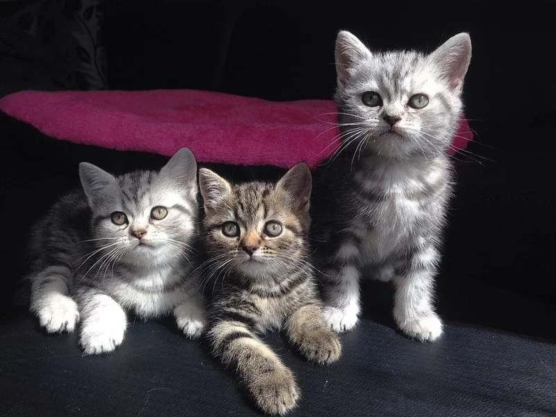 Koťata Britská Whiskas