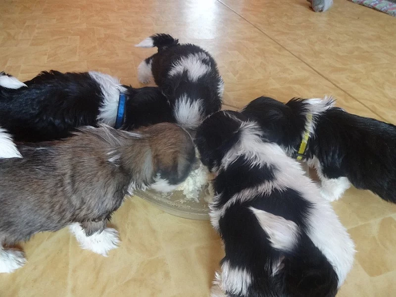 Prodám Shih-tzu