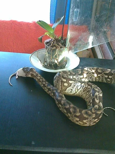 Acrantophis dumerili