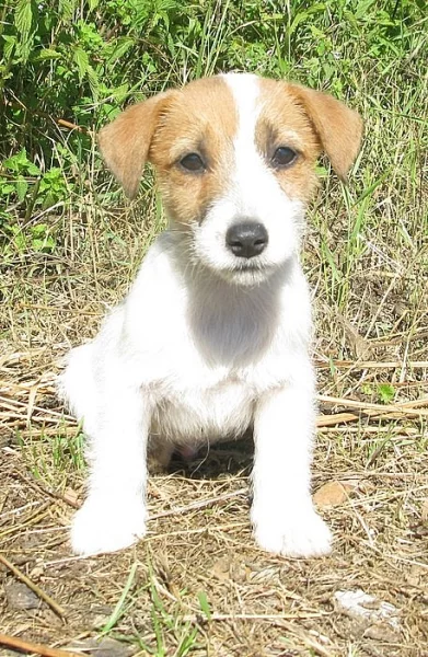 Jack Russell bez PP