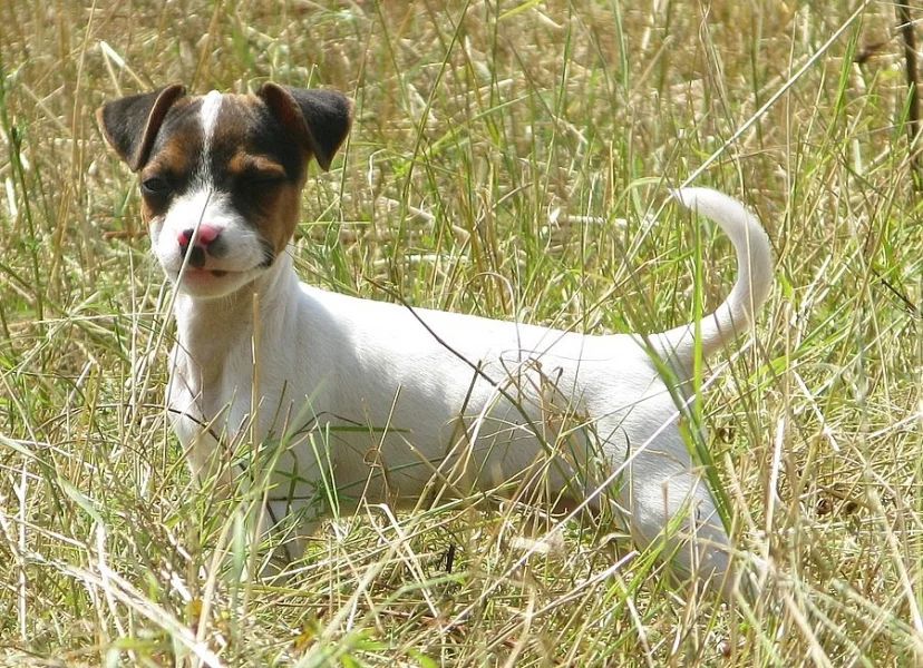 Parson Russell terier bez PP