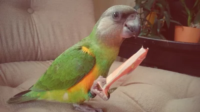 Papoušek senegalský