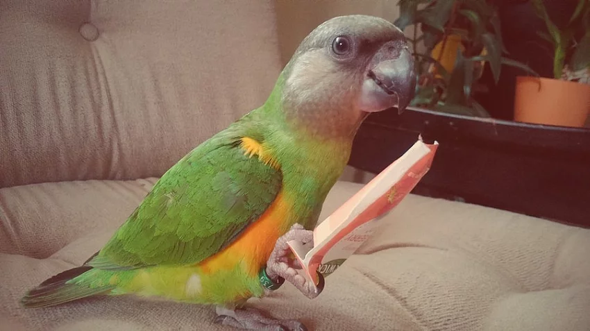 Papoušek senegalský