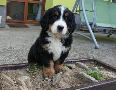 Bernský salašnický pes