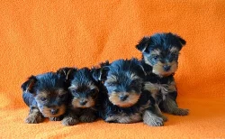 Štěňata Yorkšírského teriera s PP