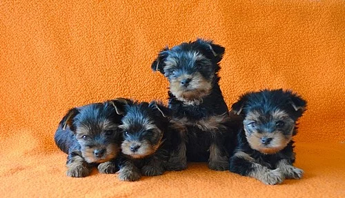 Štěňata Yorkšírského teriera s PP